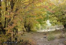 گزارش تصویری از فصل پاییز در جنگل ابر شاهرود